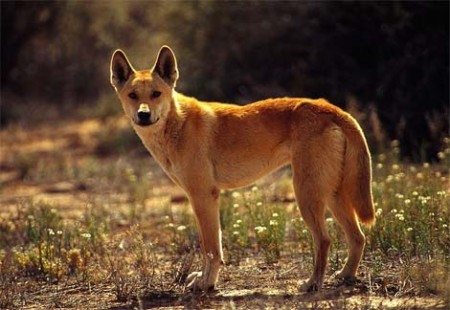 Dingo (Jason)