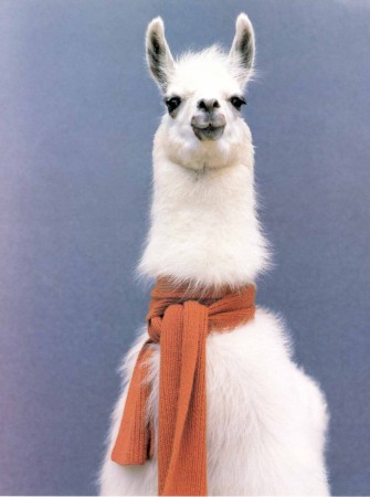 Llama!