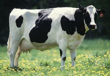My cow