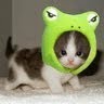 Surprised Kitty