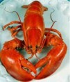 /album/photogallery/lobster1-jpg1/