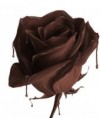 /album/photogallery/chocolate-rose-86193223-jpg1/